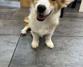 Gumi - Welsh Corgi Pembroke Puppy for sale