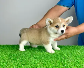 Isabell - Welsh Corgi Pembroke Angebotener Welpe