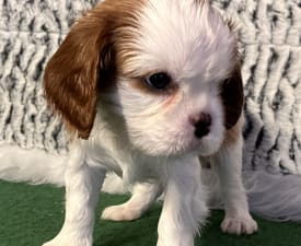 Aiden - Cavalier King Charles Spaniel Angebotener Welpe