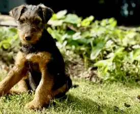 Cherry - Airedale terrier Szczenię na sprzedaż