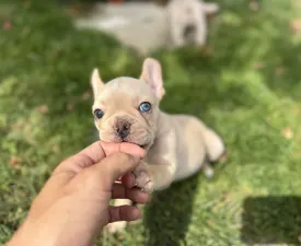 Serena - Bulldog francese Cucciolo in vendita
