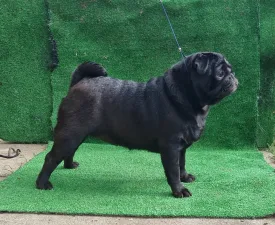 Yvonne Babystar Is Born  - Pug Puppy for sale