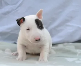 Lucas - Bullterrier pitic Cățeluș de vânzare