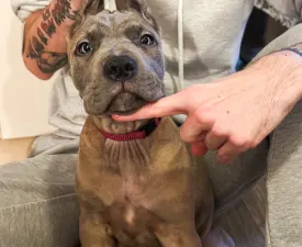 Chleopátra - Cane Corso Italiano Puppy for sale