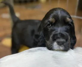 Kephallénia Oceanus Mystios  - English Cocker Spaniel Puppy for sale
