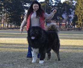 Shurik Russtil K.o. - Cane da pastore del Caucaso Cucciolo in vendita