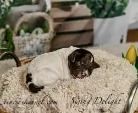 Curly Stars Of Dreams Swing Delight - Romagna Water Dog Puppy for sale