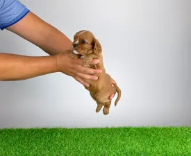 Wilma - Cavalier King Charles Spaniel Puppy for sale