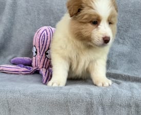 Ee-red Boy - Border Collie Puppy for sale