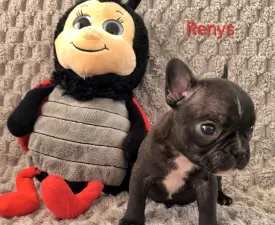 Miora Frenchie Renys - French Bulldog Puppy for sale