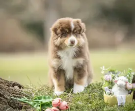 Once In A Dream Mini’s Booster Zuma - Miniature American Shepherd Puppy for sale