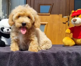 Enzó - Cavapoo eladó kiskutya