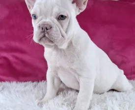 Myra - Francia bulldog eladó kiskutya