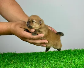 Yumi - German Pomeranian Spitz Puppy for sale