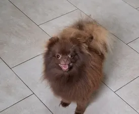 Simvol Goda Born Free  - German Pomeranian Spitz Puppy for sale