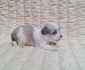 Thessa - Havanese eladó kiskutya