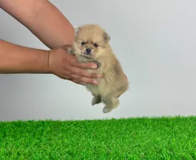 Karma - German Pomeranian Spitz Puppy for sale