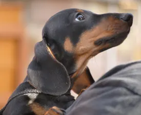 Oscar - Dackel Angebotener Welpe