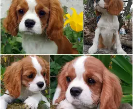 Dalton - Cavalier King Charles spániel eladó kiskutya