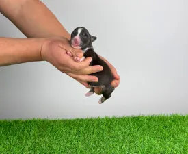 Bastian - Australian Shepherd Puppy for sale