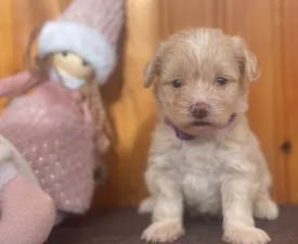 Brumi - Maltipoo eladó kiskutya