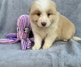 Ee Red Boy - Border Collie Cățeluș de vânzare