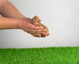 Onida - Toy pudl Štěně na prodej