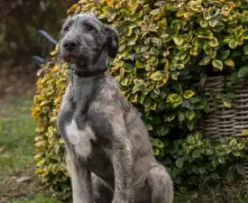 Berry - Ír farkaskutya eladó kiskutya
