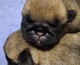 Da Vinci - Mops Angebotener Welpe