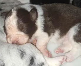 Menorca - Border Collie eladó kiskutya