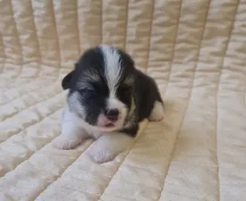 Darla - Welsh Corgi Pembroke Puppy for sale