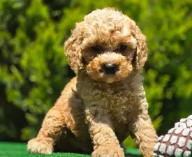 Hunor - Cavapoo eladó kiskutya