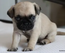 Rollo  - Pug Puppy for sale