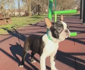 Keny - Terrier de Boston Chiot à vendre