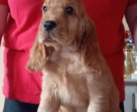 Choco  - Englischer Cocker Spaniel Angebotener Welpe