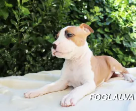 Harlem Shake Of Silence Warrior - American Staffordshire Terrier Puppy for sale