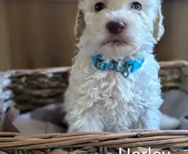 Ürömi Szarvasgombász Harley  - Romagna Water Dog Puppy for sale