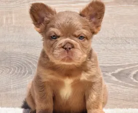 Caro - Francia bulldog eladó kiskutya