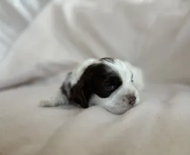 Wondercocker Calvin Klein - American Cocker Spaniel Angebotener Welpe