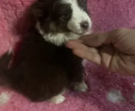 Red Tri Szuka/ Fekete Nyakorv - Miniature American Shepherd Puppy for sale