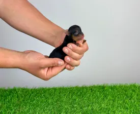 Volt - Yorkshire Terrier Angebotener Welpe