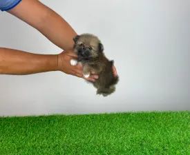 Nessy - Pomeranian eladó kiskutya