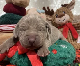 Lynett - Weimaraner Vorstehhund Angebotener Welpe