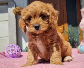Nara - Cavapoo eladó kiskutya