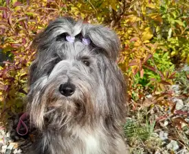 Love - Terier tybetański Szczenię na sprzedaż