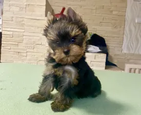 Wilson - Yorkshire Terrier Puppy for sale