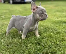 Maya  - French Bulldog Puppy for sale