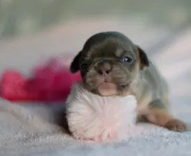 Mimi - Französische Bulldogge Angebotener Welpe
