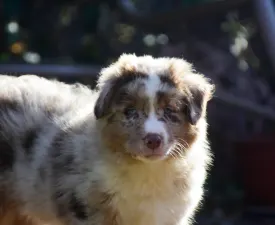 Winstead One More Heart For The Ranch - Miniature American Shepherd Puppy for sale