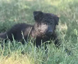Azúrkék-ragyogás Szilárd - Mudi Štěně na prodej